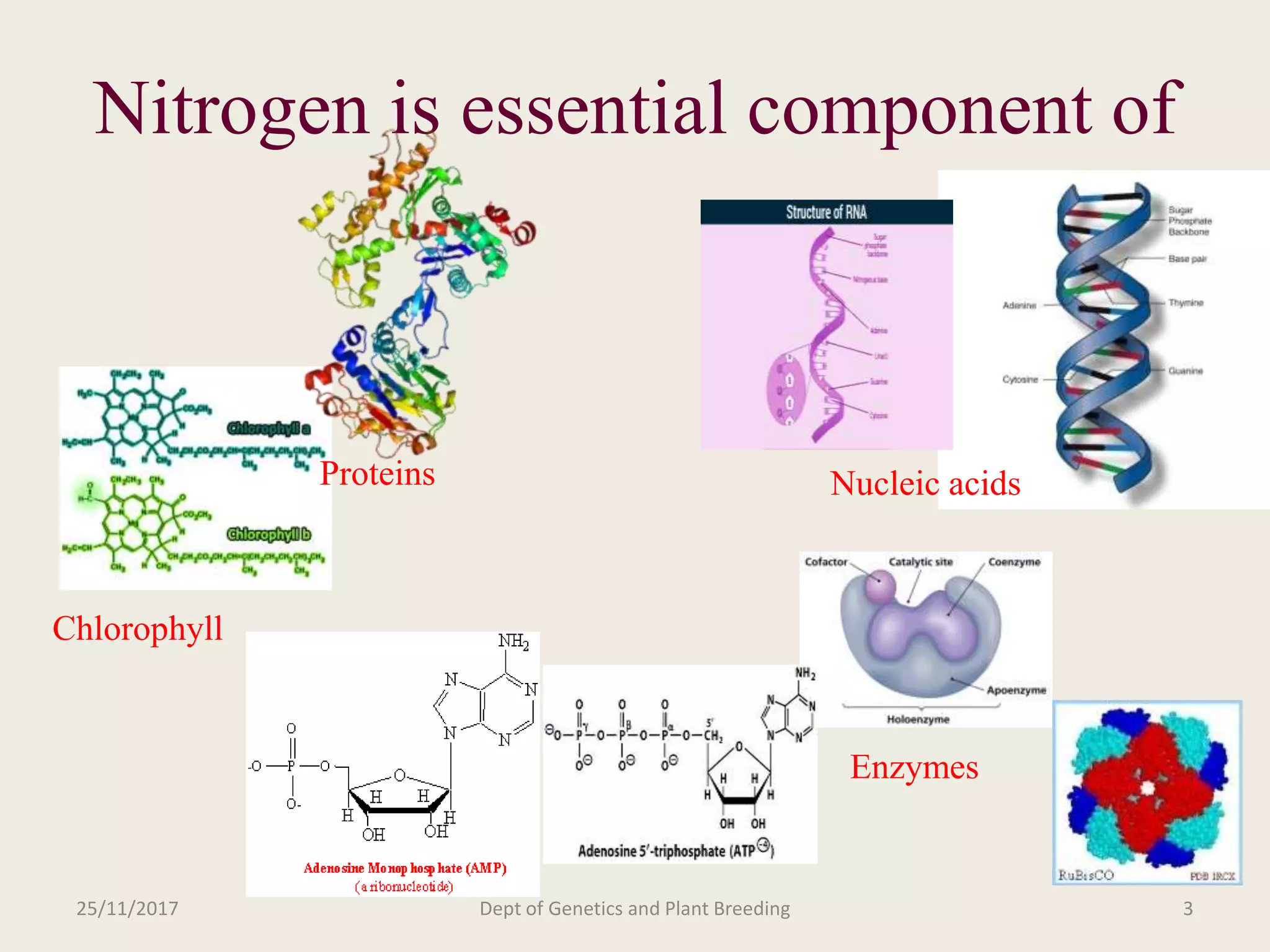 Breeding for nitrogen use efficiency in cereals | PPTX