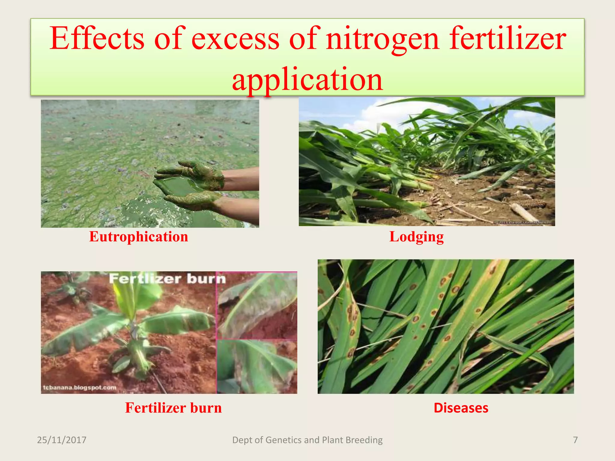 Breeding for nitrogen use efficiency in cereals | PPTX
