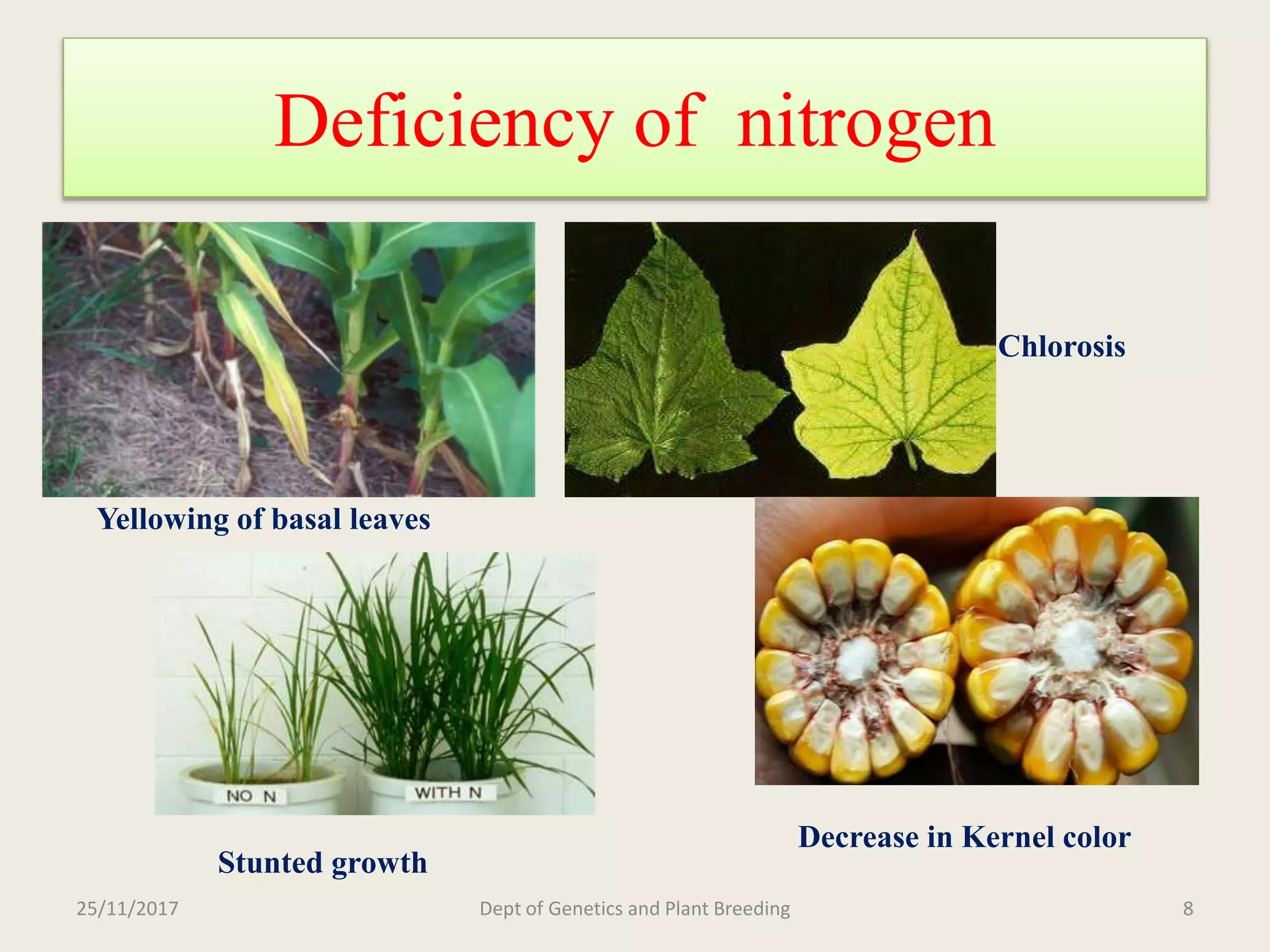 Breeding for nitrogen use efficiency in cereals | PPTX