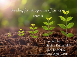 Breeding for nitrogen use efficiency in
cereals
Presented by
Sachin Kumar H M
MAITAFO182
MSc Agri (GPB)25/11/2017 Dept of Genetics and Plant Breeding 1
 
