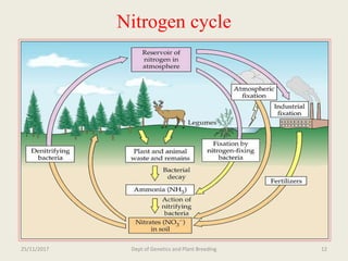 Breeding for nitrogen use efficiency in cereals | PPTX