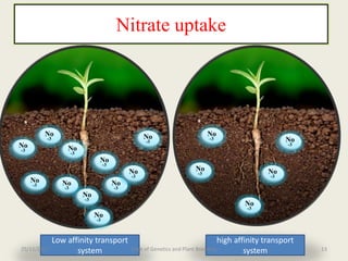 Breeding for nitrogen use efficiency in cereals | PPTX