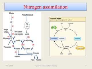 Breeding for nitrogen use efficiency in cereals | PPTX