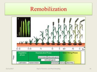 Breeding for nitrogen use efficiency in cereals | PPTX