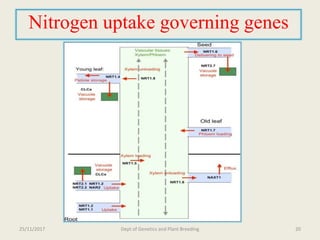 Breeding for nitrogen use efficiency in cereals | PPTX