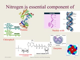 Breeding for nitrogen use efficiency in cereals | PPTX