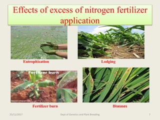 Breeding for nitrogen use efficiency in cereals | PPTX