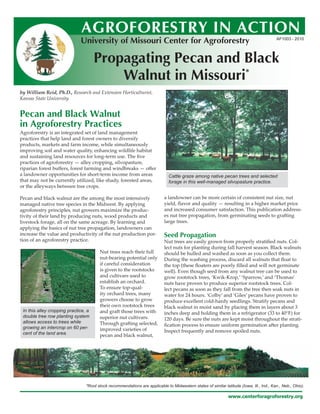 AGROFORESTRY IN ACTION
                              University of Missouri Center for Agroforestry                                                              AF1003 - 2010




                                      Propagating Pecan and Black
                                          Walnut in Missouri*
by William Reid, Ph.D., Research and Extension Horticulturist,
Kansas State University


Pecan and Black Walnut
in Agroforestry Practices
Agroforestry is an integrated set of land management
practices that help land and forest owners to diversify
products, markets and farm income, while simultaneously
improving soil and water quality, enhancing wildlife habitat
and sustaining land resources for long-term use. The ﬁve
practices of agroforestry — alley cropping, silvopasture,
riparian forest buﬀers, forest farming and windbreaks — oﬀer
a landowner opportunities for short-term income from areas                    Cattle graze among native pecan trees and selected
that may not be currently utilized, like shady, forested areas,               forage in this well-managed silvopasture practice.
or the alleyways between tree crops.

Pecan and black walnut are the among the most intensively                   a landowner can be more certain of consistent nut size, nut
managed native tree species in the Midwest. By applying                     yield, ﬂavor and quality — resulting in a higher market price
agroforestry principles, nut growers maximize the produc-                   and increased consumer satisfaction. This publication address-
tivity of their land by producing nuts, wood products and                   es nut tree propagation, from germinating seeds to gra�ing
livestock forage, all on the same acreage. By learning and                  large trees.
applying the basics of nut tree propagation, landowners can
increase the value and productivity of the nut production por-              Seed Propagation
tion of an agroforestry practice.                                           Nut trees are easily grown from properly stratiﬁed nuts. Col-
                                                                            lect nuts for planting during fall harvest season. Black walnuts
                                        Nut trees reach their full          should be hulled and washed as soon as you collect them.
                                        nut-bearing potential only          During the washing process, discard all walnuts that ﬂoat to
                                        if careful consideration            the top (these ﬂoaters are poorly ﬁlled and will not germinate
                                        is given to the rootstocks          well). Even though seed from any walnut tree can be used to
                                        and cultivars used to               grow rootstock trees, ‘Kwik-Krop,’ ‘Sparrow,’ and ‘Thomas’
                                        establish an orchard.               nuts have proven to produce superior rootstock trees. Col-
                                        To ensure top-qual-                 lect pecans as soon as they fall from the tree then soak nuts in
                                        ity orchard trees, many             water for 24 hours. ‘Colby’ and ‘Giles’ pecans have proven to
                                        growers choose to grow              produce excellent cold-hardy seedlings. Stratify pecans and
                                        their own rootstock trees           black walnut in moist sand by placing them in layers about 3
 In this alley cropping practice, a     and gra� those trees with           inches deep and holding them in a refrigerator (33 to 40°F) for
 double tree row planting system        superior nut cultivars.             120 days. Be sure the nuts are kept moist throughout the strati-
 allows access to trees while           Through gra�ing selected,           ﬁcation process to ensure uniform germination a�er planting.
 growing an intercrop on 60 per-        improved varieties of
 cent of the land area.                                                     Inspect frequently and remove spoiled nuts.
                                        pecan and black walnut,




                                 *Root stock recommendations are applicable to Midwestern states of similar latitude (Iowa, Ill., Ind., Kan., Neb., Ohio).

                                                                                                               www.centerforagroforestry.org
 