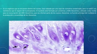 • Es un orgánulo que se encuentra dentro del núcleo. Está rodeado por una capa de cromatina condensada, pero no existe una 
membrana que lo separe del nucleoplasma. El nucléolo está formado por proteínas y ADN ribosómico, utilizado como molde 
para la transcripción del ARN ribosómico, que va a formar parte de los nuevos ribosomas. La función principal del nucléolo es 
la producción y ensamblaje de los ribosomas. 
 
