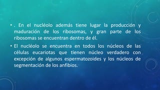 • . En el nucléolo además tiene lugar la producción y 
maduración de los ribosomas, y gran parte de los 
ribosomas se encuentran dentro de él. 
• El nucléolo se encuentra en todos los núcleos de las 
células eucariotas que tienen núcleo verdadero con 
excepción de algunos espermatozoides y los núcleos de 
segmentación de los anfibios. 
 