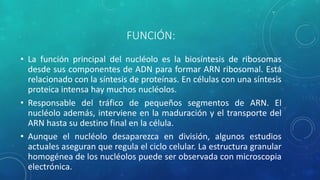 FUNCIÓN: 
• La función principal del nucléolo es la biosíntesis de ribosomas 
desde sus componentes de ADN para formar ARN ribosomal. Está 
relacionado con la síntesis de proteínas. En células con una síntesis 
proteica intensa hay muchos nucléolos. 
• Responsable del tráfico de pequeños segmentos de ARN. El 
nucléolo además, interviene en la maduración y el transporte del 
ARN hasta su destino final en la célula. 
• Aunque el nucléolo desaparezca en división, algunos estudios 
actuales aseguran que regula el ciclo celular. La estructura granular 
homogénea de los nucléolos puede ser observada con microscopia 
electrónica. 
 