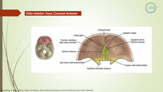 NUEROCIRUGÍA Y ANATOMÍA QUIRURGICA GENERALIDADES.pdf