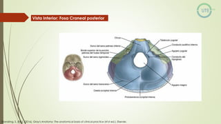 NUEROCIRUGÍA Y ANATOMÍA QUIRURGICA GENERALIDADES.pdf
