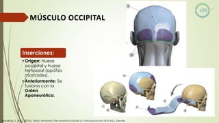 NUEROCIRUGÍA Y ANATOMÍA QUIRURGICA GENERALIDADES.pdf