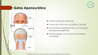 NUEROCIRUGÍA Y ANATOMÍA QUIRURGICA GENERALIDADES.pdf