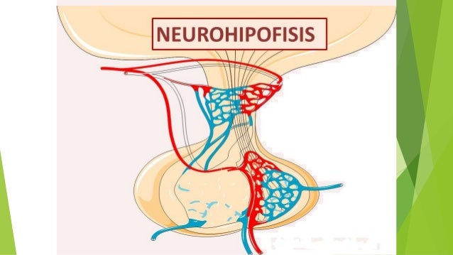 Neurohipófisis