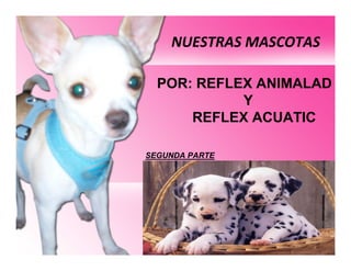 NUESTRAS MASCOTAS

  POR: REFLEX ANIMALAD
            Y
      REFLEX ACUATIC

SEGUNDA PARTE
 