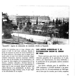 ---------- ------- -- ----------------
"Azucarlito", ingenio de elaboración de remolacha situado en Paysandú.
perficie de hortalizas que se riega abarque sola-
mente el 4,64 % del total cultivado. Quizás el
hecho de incluirse los datos de ciertas hortalizas en
los datos relativos a las papas, que se riegan poco,
incide sobre el total. Los cultivos hortícolas exigen
cuidados minuciosos, insumos cuantiosos (debidos
al alto costo de las semillas, de los fertilizantes y de
la mano de obra exigida en la preparación de las
tierras), cuidados culturales-y diversas labores de
mantenimiento; la cosecha se hace generalmente a
mano, por lo que no puede dejarse la suerte del
cultivo librada a las posibilidades de lluvia. Las
instalaciones de riego resultan caras, lo que expli-
ca las dificultades de su empleo.
LAS AREAS AGRICOLAS y SU
DiSTRIBUCION SEGUN EL CENSO
DE 1966
Parece oportuno, para tener una idea de la dis-
tribución geográfica de la agricultura en el país,
indicar, por departamento, las áreas sembradas y
la producción de los principales cultivoscerealeros
e industriales.
Las tierras utilizadas para la agricUltura en
1966 totalizaron 1:319.630 hectáreas y las gana-
deras 14: 901.111. El total sembrado en 1966equi-
vale al área que los cereales, por sí sólos, atuparon
19
 