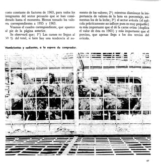 costo constante de factores de 1963, para todos los
integrantes del sector pecuario que se han'consi-
derado hasta el momento. Hemos tomado los valo-
res correspondientes a 1955 y 1963.
Veamos el cuadro correspondiente, que aparece
al pie de la página anterior.
Se observará que: 19
) Las carnes no llegan al
,'i0 % del total, si bien hay una tendencia al au-
'Hamb~ientas y sedientas, a la espera de comprador.
mento de los valores; 29
) mientras dísmínuye lairri-
portancia de valores de la lana en porcentaje, au-
mentan los de la leche; 39
) el sector avícola (el apí::
cola prácticamente no ínfluye pues es muy pequeño)
es más importante que el de la carne ovína (duplica
el valor de ésta en 1963) y más importante que el
porcino, que apenas llega a los dos tercios del
avícola.
47
 