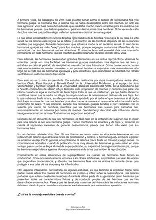 A primera vista, los hallazgos de Vom Saal pueden sonar como el cuento de la hermana fea y la
hermana guapa. La hermana fea -la ratona que se había desarrollado entre dos machos- no sólo era
más agresiva: Vom Saal descubrió además que resultaba mucho menos atractiva para los machos que
las hermanas guapas, que habían pasado su período uterino entre otras hembras. Ocho veces de cada
diez, los machos que podían elegir preferían aparearse con una hermana guapa.
Lo que atrae a los machos no son los bonitos ojos rosados de la hembra ni la curva de su cola. La vida
social de los ratones está regida por el olfato, y el atractivo de las hembras depende de las sustancias
sociales que segregan, llamadas feromonas, que actúan a modo de un reclamo sexual. El olor de las
hermanas guapas es más "sexy" para los machos, porque segregan sustancias diferentes de las
producidas por sus hermanas menos atractivas. El entorno hormonal prenatal deja una impresión
permanente en cada hermana, que los machos pueden reconocer durante el resto de su vida.
Pero además, las hermanas presentaban grandes diferencias en sus ciclos reproductivos. Además de
encontrar pareja con más facilidad, las hermanas guapas maduraban más deprisa que las feas, y
entraban en celo -el período de receptividad sexual- con más frecuencia. Como consecuencia, tenían
más oportunidades de quedar preñadas y, en general, tendían a engendrar más descendientes a lo
largo de su vida que las hermanas agresivas y poco atractivas, que alcanzaban la pubertad con retraso
y entraban en celo con menos frecuencia.
Pero esto no es lo más sorprendente. En estudios realizados por otros investigadores -entre ellos,
Mertice Clark, Peter Karpiuk y Bennett Galef, de la Universidad McMaster, y el equipo de John
Vandenbergh y Cynthia Huggett, de la Universidad Estatal de Carolina del Norte- se ha descubierto que
el "efecto compañero de útero" influye también en la proporción de machos y hembras que pare una
ratona cuando le llega el momento de tener hijos. Esto sí que es misterioso, ya que hasta ahora los
científicos creían que la madre no influye de ningún modo en la determinación del sexo de sus hijos. Por
lo que sabemos hasta ahora, es el espermatozoide aportado por el padre el que determina si el cigoto
dará lugar a un macho o a una hembra, y se desconoce la manera en que puede influir la madre en la
proporción de sexos. Y sin embargo, sucede: las hermanas guapas tienden a parir camadas con un
sesenta por ciento de hembras, mientras que las hermanas feas suelen parir camadas con,
aproximadamente, un sesenta por ciento de machos. Vandenbergh describió esta influencia uterina
transgeneracional con la frase "los hermanos engendran sobrinos".
Después de oír el cuento de las dos hermanas, es fácil caer en la tentación de suponer que lo mejor
para una ratona es ser una hermana guapa. Tienen montones de amantes y de hijos y, teniendo en
cuenta el imperativo evolutivo de generar descendencia, parece que tienen más éxito que sus
hermanas feas.
No tan deprisa, advierte Vom Saal. Si nos fijamos en cómo pasan su vida estas hermanas en una
población de ratones que atraviesa ciclos de proliferación y declive, la hermana guapa empieza a perder
su evidente ventaja. Por lo general, una población de ratones crece hasta un máximo y luego decae. En
circunstancias normales, cuando la población no es muy densa, las hermanas guapas están en clara
ventaja; pero cuando se llega al nivel de superpoblación, su capacidad de engendrar disminuye, porque
las hembras responden a agentes olorosos presentes en la orina que inhiben la reproducción.
Precisamente en estas situaciones de superpoblación es cuando las hermanas feas tienen su
oportunidad. Como son relativamente inmunes a los olores inhibidores, es probable que sean las únicas
que engendren descendencia; y además, las hermanas feas son las únicas lo bastante duras para
proteger a sus crías de los ataques y los infanticidios.
Otro aspecto interesante, demostrado en algunos estudios, es que también la condición física de la
madre puede alterar los niveles de hormonas en el útero e influir sobre la descendencia. Las ratonas
preñadas que sufren constantes tensiones durante la última parte de su gestación paren hembras que
presentan todas las características físicas y de conducta propias de las hembras que se han
desarrollado entre machos. Parece que las tensiones maternas dominan sobre las variaciones normales
del útero, dando lugar a camadas compuestas exclusivamente por marimachos agresivos.
¿Cuál es la moraleja evolutiva de este cuento?
Informativos.Net
http://www.informativos.net
 
