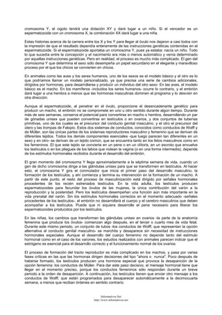 cromosoma Y, el cigoto tendrá una dotación XY y dará lugar a un niño. Si el vencedor es un
espermatozoide con un cromosoma X, la combinación XX dará lugar a una niña.
Estas historias acerca de la carrera entre los X y los Y para llegar al óvulo nos dejaron a casi todos con
la impresión de que el resultado dependía enteramente de las instrucciones genéticas contenidas en el
espermatozoide. Si el espermatozoide aportaba un cromosoma Y, pues ya estaba: nacía un niño. Todo
lo que sucedía entre la concepción y el nacimiento era más o menos automático y venía determinado
por aquellas instrucciones genéticas. Pero en realidad, el proceso es mucho más complicado. El gen del
cromosoma Y que determina el sexo sólo desempeña un papel secundario en el elegante y maravilloso
proceso por el que los chicos se convierten en chicos.
En animales como las aves y los seres humanos, uno de los sexos es el modelo básico y el otro es lo
que podríamos llamar un modelo personalizado, ya que precisa una serie de cambios adicionales,
dirigidos por hormonas, para desarrollarse y producir un individuo del otro sexo. En las aves, el modelo
básico es el macho. En los mamíferos -incluidos los seres humanos- ocurre lo contrario, y el embrión
dará lugar a una hembra a menos que las hormonas masculinas dominen el programa y lo desvíen en
otra dirección.
Aunque el espermatozoide, al penetrar en el óvulo, proporcione el desencadenante genético para
producir un macho, el embrión no se compromete en uno u otro sentido durante algún tiempo. Durante
más de seis semanas, conserva el potencial para convertirse en macho o hembra, desarrollando un par
de gónadas unisex que pueden convertirse en testículos o en ovarios, y dos conjuntos de tuberías
primitivas, uno de los cuales es el precursor del conducto genital masculino, y el otro el precursor del
útero y las trompas de Falopio. Estos dos sistemas de conductos, conocidos como conductos de Wolff y
de Müller, son las únicas partes de los sistemas reproductores masculino y femenino que se derivan de
diferentes tejidos. Todos los demás componentes esenciales -que luego parecen tan diferentes en un
sexo y en otro- se derivan de un tejido común, que se encuentra tanto en los fetos masculinos como en
los femeninos. El que este tejido se convierta en un pene o en un clítoris, en un escroto que envuelve
los testículos o en los pliegues de los labios que rodean la vagina (o en una forma intermedia), depende
de los estímulos hormonales recibidos durante el desarrollo del embrión.
El gran momento del cromosoma Y llega aproximadamente a la séptima semana de vida, cuando un
gen de dicho cromosoma dirige a las glándulas unisex para que se transformen en testículos. Al hacer
esto, el cromosoma Y gira el conmutador que inicia el primer paso del desarrollo masculino, la
formación de los testículos, y ahí comienza y termina su intervención en la formación de un macho. A
partir de este punto, el resto del proceso de masculinización está dirigido por señales hormonales
procedentes de los recién estrenados testículos. En la vida adulta, los testículos producen
espermatozoides para fecundar los óvulos de las mujeres, la única contribución del varón a la
reproducción y la posteridad. Pero los testículos desempeñan una función aún más importante en la
vida prenatal del varón. Sin los estímulos hormonales correctos en el momento adecuado -señales
procedentes de los testículos-, el embrión no desarrollará el cuerpo y el cerebro masculinos que deben
acompañar a los testículos. Puede que ni siquiera desarrolle el pene necesario para liberar los
espermatozoides producidos por los testículos.
En las niñas, los cambios que transforman las glándulas unisex en ovarios -la parte de la anatomía
femenina que produce los óvulos- comienzan algo después, en el tercer o cuarto mes de vida fetal.
Durante este mismo periodo, un conjunto de tubos -los conductos de Wolff, que representan la opción
alternativa al conducto genital masculino- se marchita y desaparece sin necesidad de instrucciones
hormonales especiales. Aunque el desarrollo del cuerpo femenino no depende tanto del estímulo
hormonal como en el caso de los varones, los estudios realizados con animales parecen indicar que el
estrógeno es esencial para el desarrollo correcto y el funcionamiento normal de los ovarios.
El proceso de formación del tracto reproductor es más complicado en los machos, y pasa por varias
fases críticas en las que las hormonas dirigen decisiones del tipo "ahora o nunca". Poco después de
haberse formado, los testículos producen una hormona especial que provoca la desaparición de la
opción femenina: los conductos de Müller. Para dar este paso decisivo, el mensaje hormonal tiene que
llegar en el momento preciso, porque los conductos femeninos sólo responden durante un breve
periodo a la orden de desaparición. A continuación, los testículos tienen que enviar otro mensaje a los
conductos de Wolff, que están programados para desaparecer automáticamente a la decimocuarta
semana, a menos que reciban órdenes en sentido contrario.
Informativos.Net
http://www.informativos.net
 
