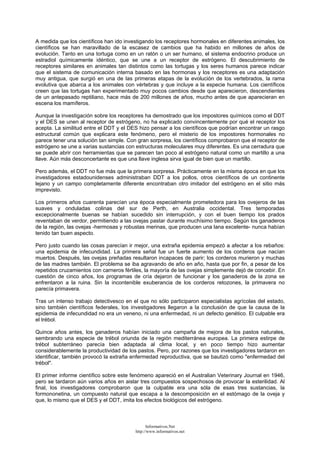 A medida que los científicos han ido investigando los receptores hormonales en diferentes animales, los
científicos se han maravillado de la escasez de cambios que ha habido en millones de años de
evolución. Tanto en una tortuga como en un ratón o un ser humano, el sistema endocrino produce un
estradiol químicamente idéntico, que se une a un receptor de estrógeno. El descubrimiento de
receptores similares en animales tan distintos como las tortugas y los seres humanos parece indicar
que el sistema de comunicación interna basado en las hormonas y los receptores es una adaptación
muy antigua, que surgió en una de las primeras etapas de la evolución de los vertebrados, la rama
evolutiva que abarca a los animales con vértebras y que incluye a la especie humana. Los científicos
creen que las tortugas han experimentado muy pocos cambios desde que aparecieron, descendientes
de un antepasado reptiliano, hace más de 200 millones de años, mucho antes de que aparecieran en
escena los mamíferos.
Aunque la investigación sobre los receptores ha demostrado que los impostores químicos como el DDT
y el DES se unen al receptor de estrógeno, no ha explicado convincentemente por qué el receptor los
acepta. La similitud entre el DDT y el DES hizo pensar a los científicos que podrían encontrar un rasgo
estructural común que explicara este fenómeno, pero el misterio de los impostores hormonales no
parece tener una solución tan simple. Con gran sorpresa, los científicos comprobaron que el receptor de
estrógeno se une a varias sustancias con estructuras moleculares muy diferentes. Es una cerradura que
se puede abrir con herramientas que se parecen tan poco al estrógeno natural como un martillo a una
llave. Aún más desconcertante es que una llave inglesa sirva igual de bien que un martillo.
Pero además, el DDT no fue más que la primera sorpresa. Prácticamente en la misma época en que los
investigadores estadounidenses administraban DDT a los pollos, otros científicos de un continente
lejano y un campo completamente diferente encontraban otro imitador del estrógeno en el sitio más
imprevisto.
Los primeros años cuarenta parecían una época especialmente prometedora para los ovejeros de las
suaves y onduladas colinas del sur de Perth, en Australia occidental. Tres temporadas
excepcionalmente buenas se habían sucedido sin interrupción, y con el buen tiempo los prados
reventaban de verdor, permitiendo a las ovejas pastar durante muchísimo tiempo. Según los ganaderos
de la región, las ovejas -hermosas y robustas merinas, que producen una lana excelente- nunca habían
tenido tan buen aspecto.
Pero justo cuando las cosas parecían ir mejor, una extraña epidemia empezó a afectar a los rebaños:
una epidemia de infecundidad. La primera señal fue un fuerte aumento de los corderos que nacían
muertos. Después, las ovejas preñadas resultaron incapaces de parir; los corderos murieron y muchas
de las madres también. El problema se iba agravando de año en año, hasta que por fin, a pesar de los
repetidos cruzamientos con carneros fértiles, la mayoría de las ovejas simplemente dejó de concebir. En
cuestión de cinco años, los programas de cría dejaron de funcionar y los ganaderos de la zona se
enfrentaron a la ruina. Sin la incontenible exuberancia de los corderos retozones, la primavera no
parecía primavera.
Tras un intenso trabajo detectivesco en el que no sólo participaron especialistas agrícolas del estado,
sino también científicos federales, los investigadores llegaron a la conclusión de que la causa de la
epidemia de infecundidad no era un veneno, ni una enfermedad, ni un defecto genético. El culpable era
el trébol.
Quince años antes, los ganaderos habían iniciado una campaña de mejora de los pastos naturales,
sembrando una especie de trébol oriunda de la región mediterránea europea. La primera estirpe de
trébol subterráneo parecía bien adaptada al clima local, y en poco tiempo hizo aumentar
considerablemente la productividad de los pastos. Pero, por razones que los investigadores tardaron en
identificar, también provocó la extraña enfermedad reproductiva, que se bautizó como "enfermedad del
trébol".
El primer informe científico sobre este fenómeno apareció en el Australian Veterinary Journal en 1946,
pero se tardaron aún varios años en aislar tres compuestos sospechosos de provocar la esterilidad. Al
final, los investigadores comprobaron que la culpable era una sóla de esas tres sustancias, la
formononetina, un compuesto natural que escapa a la descomposición en el estómago de la oveja y
que, lo mismo que el DES y el DDT, imita los efectos biológicos del estrógeno.
Informativos.Net
http://www.informativos.net
 