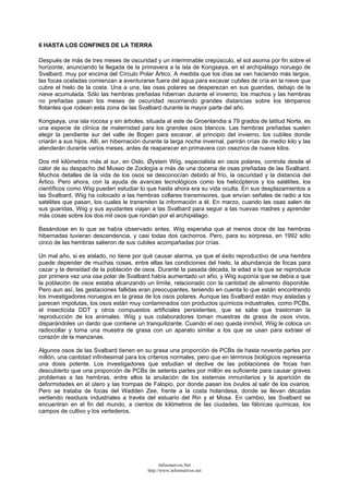 6 HASTA LOS CONFINES DE LA TIERRA
Después de más de tres meses de oscuridad y un interminable crepúsculo, el sol asoma por fin sobre el
horizonte, anunciando la llegada de la primavera a la isla de Kongsøya, en el archipiélago noruego de
Svalbard, muy por encima del Círculo Polar Ártico. A medida que los días se van haciendo más largos,
las focas oceladas comienzan a aventurarse fuera del agua para excavar cubiles de cría en la nieve que
cubre el hielo de la costa. Una a una, las osas polares se desperezan en sus guaridas, debajo de la
nieve acumulada. Sólo las hembras preñadas hibernan durante el invierno; los machos y las hembras
no preñadas pasan los meses de oscuridad recorriendo grandes distancias sobre los témpanos
flotantes que rodean esta zona de las Svalbard durante la mayor parte del año.
Kongsøya, una isla rocosa y sin árboles, situada al este de Groenlandia a 79 grados de latitud Norte, es
una especie de clínica de maternidad para los grandes osos blancos. Las hembras preñadas suelen
elegir la pendiente sur del valle de Bogen para excavar, al principio del invierno, los cubiles donde
criarán a sus hijos. Allí, en hibernación durante la larga noche invernal, parirán crías de medio kilo y las
atenderán durante varios meses, antes de reaparecer en primavera con oseznos de nueve kilos.
Dos mil kilómetros más al sur, en Oslo, Øystein Wiig, especialista en osos polares, controla desde el
calor de su despacho del Museo de Zoología a más de una docena de osas preñadas de las Svalbard.
Muchos detalles de la vida de los osos se desconocían debido al frío, la oscuridad y la distancia del
Ártico. Pero ahora, con la ayuda de avances tecnológicos como los helicópteros y los satélites, los
científicos como Wiig pueden estudiar lo que hasta ahora era su vida oculta. En sus desplazamientos a
las Svalbard, Wiig ha colocado a las hembras collares transmisores, que envían señales de radio a los
satélites que pasan, los cuales le transmiten la información a él. En marzo, cuando las osas salen de
sus guaridas, Wiig y sus ayudantes viajan a las Svalbard para seguir a las nuevas madres y aprender
más cosas sobre los dos mil osos que rondan por el archipiélago.
Basándose en lo que se había observado antes, Wiig esperaba que al menos doce de las hembras
hibernadas tuvieran descendencia, y casi todas dos cachorros. Pero, para su sorpresa, en 1992 sólo
cinco de las hembras salieron de sus cubiles acompañadas por crías.
Un mal año, si es aislado, no tiene por qué causar alarma, ya que el éxito reproductivo de una hembra
puede depender de muchas cosas, entre ellas las condiciones del hielo, la abundancia de focas para
cazar y la densidad de la población de osos. Durante la pasada década, la edad a la que se reproduce
por primera vez una osa polar de Svalbard había aumentado un año, y Wiig suponía que se debía a que
la población de osos estaba alcanzando un límite, relacionado con la cantidad de alimento disponible.
Pero aun así, las gestaciones fallidas eran preocupantes, teniendo en cuenta lo que están encontrando
los investigadores noruegos en la grasa de los osos polares. Aunque las Svalbard están muy aisladas y
parecen impolutas, los osos están muy contaminados con productos químicos industriales, como PCBs,
el insecticida DDT y otros compuestos artificiales persistentes, que se sabe que trastornan la
reproducción de los animales. Wiig y sus colaboradores toman muestras de grasa de osos vivos,
disparándoles un dardo que contiene un tranquilizante. Cuando el oso queda inmóvil, Wiig le coloca un
radiocollar y toma una muestra de grasa con un aparato similar a los que se usan para extraer el
corazón de la manzanas.
Algunos osos de las Svalbard tienen en su grasa una proporción de PCBs de hasta noventa partes por
millón, una cantidad infinitesimal para los criterios normales, pero que en términos biológicos representa
una dosis potente. Los investigadores que estudian el declive de las poblaciones de focas han
descubierto que una proporción de PCBs de setenta partes por millón es suficiente para causar graves
problemas a las hembras, entre ellos la anulación de los sistemas inmunitarios y la aparición de
deformidades en el útero y las trompas de Falopio, por donde pasan los óvulos al salir de los ovarios.
Pero se trataba de focas del Wadden Zee, frente a la costa holandesa, donde se llevan décadas
vertiendo residuos industriales a través del estuario del Rin y el Mosa. En cambio, las Svalbard se
encuentran en el fin del mundo, a cientos de kilómetros de las ciudades, las fábricas químicas, los
campos de cultivo y los vertederos.
Informativos.Net
http://www.informativos.net
 