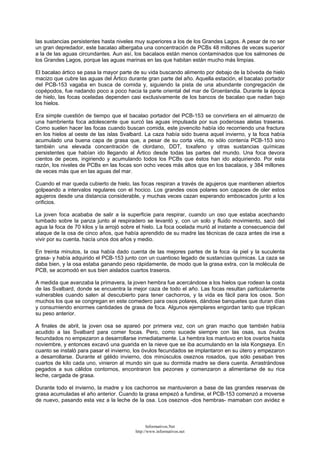 las sustancias persistentes hasta niveles muy superiores a los de los Grandes Lagos. A pesar de no ser
un gran depredador, este bacalao albergaba una concentración de PCBs 48 millones de veces superior
a la de las aguas circundantes. Aun así, los bacalaos están menos contaminados que los salmones de
los Grandes Lagos, porque las aguas marinas en las que habitan están mucho más limpias.
El bacalao ártico se pasa la mayor parte de su vida buscando alimento por debajo de la bóveda de hielo
macizo que cubre las aguas del Ártico durante gran parte del año. Aquella estación, el bacalao portador
del PCB-153 vagaba en busca de comida y, siguiendo la pista de una abundante congregación de
copépodos, fue nadando poco a poco hacia la parte oriental del mar de Groenlandia. Durante la época
de hielo, las focas oceladas dependen casi exclusivamente de los bancos de bacalao que nadan bajo
los hielos.
Era simple cuestión de tiempo que el bacalao portador del PCB-153 se convirtiera en el almuerzo de
una hambrienta foca adolescente que surcó las aguas impulsada por sus poderosas aletas traseras.
Como suelen hacer las focas cuando buscan comida, este jovencito había ido recorriendo una fractura
en los hielos al oeste de las islas Svalbard. La caza había sido buena aquel invierno, y la foca había
acumulado una buena capa de grasa que, a pesar de su corta vida, no sólo contenía PCB-153 sino
también una elevada concentración de clordano, DDT, toxafeno y otras sustancias químicas
persistentes que habían ido llegando al Ártico desde todas las partes del mundo. Una foca devora
cientos de peces, ingiriendo y acumulando todos los PCBs que éstos han ido adquiriendo. Por esta
razón, los niveles de PCBs en las focas son ocho veces más altos que en los bacalaos, y 384 millones
de veces más que en las aguas del mar.
Cuando el mar queda cubierto de hielo, las focas respiran a través de agujeros que mantienen abiertos
golpeando a intervalos regulares con el hocico. Los grandes osos polares son capaces de oler estos
agujeros desde una distancia considerable, y muchas veces cazan esperando emboscados junto a los
orificios.
La joven foca acababa de salir a la superficie para respirar, cuando un oso que estaba acechando
tumbado sobre la panza junto al respiradero se levantó y, con un solo y fluido movimiento, sacó del
agua la foca de 70 kilos y la arrojó sobre el hielo. La foca ocelada murió al instante a consecuencia del
ataque de la osa de cinco años, que había aprendido de su madre las técnicas de caza antes de irse a
vivir por su cuenta, hacía unos dos años y medio.
En treinta minutos, la osa había dado cuenta de las mejores partes de la foca -la piel y la suculenta
grasa- y había adquirido el PCB-153 junto con un cuantioso legado de sustancias químicas. La caza se
daba bien, y la osa estaba ganando peso rápidamente, de modo que la grasa extra, con la molécula de
PCB, se acomodó en sus bien aislados cuartos traseros.
A medida que avanzaba la primavera, la joven hembra fue acercándose a los hielos que rodean la costa
de las Svalbard, donde se encuentra la mejor caza de todo el año. Las focas resultan particularmente
vulnerables cuando salen al descubierto para tener cachorros, y la vida es fácil para los osos. Son
muchos los que se congregan en este comedero para osos polares, dándose banquetes que duran días
y consumiendo enormes cantidades de grasa de foca. Algunos ejemplares engordan tanto que triplican
su peso anterior.
A finales de abril, la joven osa se apareó por primera vez, con un gran macho que también había
acudido a las Svalbard para comer focas. Pero, como sucede siempre con las osas, sus óvulos
fecundados no empezaron a desarrollarse inmediatamente. La hembra los mantuvo en los ovarios hasta
noviembre, y entonces excavó una guarida en la nieve que se iba acumulando en la isla Kongsøya. En
cuanto se instaló para pasar el invierno, los óvulos fecundados se implantaron en su útero y empezaron
a desarrollarse. Durante el gélido invierno, dos minúsculos oseznos rosados, que sólo pesaban tres
cuartos de kilo cada uno, vinieron al mundo sin que su dormida madre se diera cuenta. Arrastrándose
pegados a sus cálidos contornos, encontraron los pezones y comenzaron a alimentarse de su rica
leche, cargada de grasa.
Durante todo el invierno, la madre y los cachorros se mantuvieron a base de las grandes reservas de
grasa acumuladas el año anterior. Cuando la grasa empezó a fundirse, el PCB-153 comenzó a moverse
de nuevo, pasando esta vez a la leche de la osa. Los oseznos -dos hembras- mamaban con avidez e
Informativos.Net
http://www.informativos.net
 