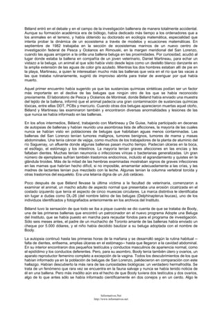Béland entró en el debate y en el campo de la investigación ballenera de manera totalmente accidental.
Aunque su formación académica era de biólogo, había dedicado más tiempo a los ordenadores que a
los animales en el terreno, y había obtenido su doctorado en ecología matemática, especialidad que
intenta probar la dinámica de un ecosistema a través de modelos y ecuaciones matemáticas. En
septiembre de 1982 trabajaba en la sección de ecosistemas marinos de un nuevo centro de
investigación federal de Pesca y Océanos en Rimouski, en la margen meridional del San Lorenzo,
cuando las aguas arrojaron a la orilla una ballena beluga en las proximidades. Por curiosidad, acudió al
lugar donde estaba la ballena en compañía de un joven veterinario, Daniel Martineau, para echar un
vistazo a la beluga, un animal al que sólo había visto desde lejos como un destello blanco danzante en
la amplia extensión de las aguas de color gris azulado. Mientras los dos hombres estaban allí de pie en
la playa, Martineau, a quien le interesaban mucho más las ballenas que veía en el río que las vacas a
las que trataba rutinariamente, sugirió de improviso abrirla para tratar de averiguar por qué había
muerto.
Aquel primer encuentro había sugerido ya que las sustancias químicas sintéticas podían ser un factor
más importante en el declive de las belugas que ningún otro de los que se había reconocido
previamente. El laboratorio de Pesca y Océanos de Montreal, donde Béland había enviado una muestra
del tejido de la ballena, informó que el animal padecía una gran contaminación de sustancias químicas
tóxicas, entre ellas DDT, PCBs y mercurio. Cuando otras dos belugas aparecieron muertas aquel otoño,
Béland y Martineau las examinaron también y encontraron diversas anormalidades y lesiones de las
que nunca se había informado en las ballenas.
En los años intermedios, Béland, trabajando con Martineau y De Guise, había participado en decenas
de autopsias de ballenas y habían reunido una asombrosa lista de aflicciones, la mayoría de las cuales
nunca se habían visto en poblaciones de belugas que habitaban aguas menos contaminadas. Las
ballenas del San Lorenzo tenían tumores malignos, tumores benignos, tumores de mama y masas
abdominales. Una tenía cáncer de vejiga, como muchos de los trabajadores de la planta de aluminio del
río Saguenay, un afluente donde algunas ballenas pasan mucho tiempo. Padecían úlceras en la boca,
el esófago, el estómago y los intestinos. La mayoría tenían graves afecciones en las encías y les
faltaban dientes. Muchas tenían neumonía o infecciones víricas o bacterianas generalizadas. Un gran
número de ejemplares sufrían también trastornos endocrinos, incluido el agrandamiento y quistes en la
glándula tiroides. Más de la mitad de las hembras examinadas mostraban signos de graves infecciones
en las mamas que habrían hecho difícil, si no imposible, amamantar adecuadamente a las crías, y las
madres de lactantes tenían pus mezclado con la leche. Algunas tenían la columna vertebral torcida y
otras trastornos del esqueleto. Era una letanía digna de un Job cetáceo.
Poco después de que Béland llevase la última víctima a la facultad de veterinaria, comenzaron a
examinar el animal, un macho adulto de aspecto normal que presentaba una erosión cicatrizada en el
costado izquierdo que tenía el aspecto de cinco muescas circulares. La marca distintiva le identificaba
sin lugar a dudas como DL-26 (del nombre latino de las belugas (Delphinapterus leucas), uno de los
individuos identificados y fotografiados anteriormente en los archivos del Instituto.
Béland tuvo la sensación de que todo se iba a pique cuando se dio cuenta de que se trataba de Booly,
una de las primeras ballenas que encontró un patrocinador en el nuevo programa Adopte una Beluga
del Instituto, que se había puesto en marcha para recaudar fondos para el programa de investigación.
Sólo seis meses antes, el padre de un muchacho de Toronto amante de las ballenas había enviado un
cheque por 5.000 dólares, y el niño había decidido bautizar a su beluga adoptada con el nombre de
Booly.
La autopsia continuó hasta las primeras horas de la mañana y se desarrolló según la rutina habitual --
falta de dientes, enfisema, amplias úlceras en el estómago-- hasta que llegaron a la cavidad abdominal.
En su interior encontraron dos pequeños testículos y conductos masculinos de apariencia normal, como
el epidídimo y los conductos deferentes. Pero, para su asombro, Booly tenía también útero y ovarios, un
aparato reproductor femenino completo a excepción de la vagina. Todos los descubrimientos de los que
habían informado ya en la población de belugas de San Lorenzo, palidecieron en comparación con este
hallazgo. Habían descubierto la más rara de las curiosidades biológicas: un verdadero hermafrodita. Se
trata de un fenómeno que rara vez se encuentra en la fauna salvaje y nunca se había tenido noticia de
él en una ballena. Pero más insólito aún era el hecho de que Booly tuviera dos testículos y dos ovarios,
algo de lo que antes sólo se había informado científicamente en dos conejos y en un cerdo. Algo le
Informativos.Net
http://www.informativos.net
 