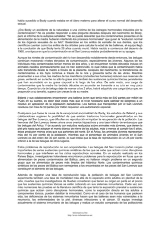 había sucedido a Booly cuando estaba en el útero materno para alterar el curso normal del desarrollo
sexual.
¿Era Booly un accidente de la naturaleza o una víctima de los estragos hormonales inducidos por la
contaminación? No es posible responder a esta pregunta décadas después del nacimiento de Booly,
pero el informe de la autopsia señalaba: "No se puede descartar que los contaminantes presentes en la
alimentación de la madre hubieran interferido los procesos hormonales" que guían la "evolución normal
de los órganos sexuales de su feto". Basándose en los anillos de esmalte de sus dientes, que los
científicos cuentan como los anillos de los árboles para calcular la edad de las ballenas, el equipo llegó
a la conclusión de que Booly tenía 26 años cuando murió. Había nacido a comienzos del decenio de
1960, una época en que la contaminación en el San Lorenzo estaba probablemente en su apogeo.
Aunque los niveles de contaminación del río han descendido notablemente desde entonces, las belugas
continúan mostrando niveles elevados de contaminación, especialmente las jóvenes. Algunos de los
individuos más contaminados tenían menos de dos años, y se encuentran niveles elevados incluso en
animales nacidos prematuramente que no han sobrevivido, lo cual indica que la contaminación había
sido transferida desde la madre a través de la placenta. Después del nacimiento, la transferencia de
contaminantes a los hijos continúa a través de la rica y grasienta leche de las ubres. Mientras
amamantan a sus crías, las madres de los mamíferos (incluidas las humanas) reducen sus reservas de
grasa, vertiendo en su leche no sólo la grasa sino también las sustancias químicas tóxicas persistentes
que han acumulado en su grasa corporal a lo largo de los años. De este modo, una carga de
contaminantes que la madre ha tardado décadas en acumular se transmite a su cría en muy poco
tiempo. Cuando la cría de beluga deje de mamar a los 2 años, habrá adquirido una carga tóxica que, en
proporción a su tamaño, supera con creces la de su madre.
Béland y sus colaboradores encontraron una ballena joven que tenía más de 500 partes por millón de
PCBs en su cuerpo, es decir diez veces más que el nivel necesario para calificar de peligroso a un
residuo en aplicación de la legislación canadiense. Los barcos que transportan por el San Lorenzo
residuos con más de 50 partes por millón requieren una autorización especial.
Cualquiera que fuese la causa de la excepcional anormalidad de Booly, los estudios de Béland y sus
colaboradores sugieren la posibilidad de que existan trastornos hormonales generalizados en las
belugas del San Lorenzo, que dificulten su reproducción e impidan la recuperación de la población. Las
hembras del San Lorenzo tienen ahora unos ovarios hipoactivos y una tasa inferior de embarazos que
las belugas del Ártico. Y de acuerdo con estudios realizados sobre animales más jóvenes, que tienen la
piel gris hasta que adoptan el manto blanco de nieve de los adultos, más o menos al cumplir los 6 años,
éstos producen menos crías que sus parientes del norte. En el Ártico, los animales jóvenes representan
más del 40 por ciento de la población, mientras que el porcentaje de animales jóvenes en el San
Lorenzo es del orden del 30 por ciento, lo cual indica que la tasa de reproducción es un 25 por ciento
inferior a la de las belugas de otros lugares.
Estos problemas de reproducción no son sorprendentes. Las belugas del San Lorenzo portan cargas
importantes de varias sustancias químicas sintéticas de las que se sabe que actúan como disruptores
hormonales y que interfieren en los ciclos reproductivos normales. En un estudio realizado en los
Países Bajos, investigadores holandeses encontraron problemas para la reproducción en focas que se
alimentaban de peces contaminados del Báltico, pero no hallaron ningún problema en un segundo
grupo que se alimentaba de peces más limpios del Atlántico Norte. Los contaminantes químicos
sintéticos de los peces del Báltico son semejantes a los encontrados en los peces del San Lorenzo que
constituyen el alimento de las belugas.
Además de registrar una tasa de reproducción baja, la población de belugas del San Lorenzo
experimenta también una tasa de mortalidad más alta de lo esperado entre adultos en plenitud de la
vida, muertes que los investigadores de Quebec consideran que tienen su origen en parte en el precio
que las sustancias químicas tóxicas se están cobrando en sus sistemas inmunitarios. Cada vez son
más numerosas las pruebas en la literatura científica de que tanto la exposición prenatal a sustancias
químicas que actúan como disruptores hormonales, como la exposición directa en los adultos a
componentes tóxicos, pueden debilitar la inmunidad. Como en el caso de los humanos que padecen
sida, las deficiencias de los sistemas inmunitarios hacen que las ballenas sean más vulnerables a la
neumonía, las enfermedades de la piel, diversas infecciones y el cáncer. El equipo investiga
actualmente el sistema inmunitario de las belugas y realiza un estudio comparado de las poblaciones
Informativos.Net
http://www.informativos.net
 