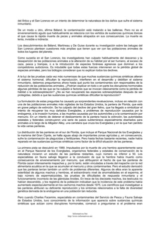 del Ártico y el San Lorenzo en un intento de determinar la naturaleza de los daños que sufre el sistema
inmunitario.
De un modo u otro, afirma Béland, la contaminación está matando a las ballenas. Pero no es el
envenenamiento agudo que habitualmente se relaciona con los vertidos de sustancias químicas tóxicas
el que causa la rápida muerte de peces y animales atrapados en sus consecuencias. La muerte es
lenta, invisible e indirecta.
Los descubrimientos de Béland, Martineau y De Guise durante su investigación sobre las belugas del
San Lorenzo plantean cuestiones más amplias que tienen que ver con las poblaciones animales de
todos los lugares del planeta.
Como sucedía en el San Lorenzo, los investigadores han culpado habitualmente del descenso y la
desaparición de las poblaciones animales a la alteración de su hábitat por el ser humano, al exceso de
caza, pesca y trampas, o a la introducción de especies foráneas agresivas que dominan a los
competidores autóctonos. Es indudable que todas estas fuerzas intervienen en la pérdida global de
especies animales, pero los biólogos consideran que no explican todos los declives.
A la luz de las pruebas cada vez más numerosas de que muchas sustancias químicas sintéticas alteran
el sistema hormonal, dificultan la reproducción, interfieren en el desarrollo y debilitan el sistema
inmunitario, debemos preguntarnos ahora hasta qué punto los contaminantes son responsables de la
reducción de las poblaciones animales. ¿Podrían explicar en todo o en parte los disruptores hormonales
algunas pérdidas de las que se ha culpado a factores que se invocan clásicamente como la pérdida de
hábitat o la sobreexplotación? ¿No se han recuperado las especies sobreexplotadas después de ser
protegidas, debido a que las sustancias químicas sintéticas dificultan la reproducción?
La formulación de estas preguntas ha causado ya sorprendentes revaluaciones, incluso en relación con
una de las poblaciones animales más vigiladas de los Estados Unidos, la pantera de Florida, que está
en grave peligro de extinción. Se ha culpado del declive del gran felino, que ha llegado a simbolizar el
intento de recuperar los muy dañados Everglades, a problemas de reproducción causados por la
endogamia, a la invasión humana, a las muertes causadas por los automóviles y a la contaminación por
mercurio. En un intento de detener el deslizamiento de la pantera hacia la extinción, las autoridades
estatales y federales construyeron una serie de pasos subterráneos especialmente diseñados para
animales a lo largo de la Alligator Alley, una carretera que cruza los Everglades y en la que han perdido
la vida varias panteras.
La distribución de las panteras en el sur de Florida, que incluye el Parque Nacional de los Everglades y
la marisma del Gran Ciprés, se halla aguas abajo de importantes zonas agrícolas y, en consecuencia,
sufre la contaminación de plaguicidas y fertilizantes. Pero hasta fechas bastante recientes, nadie había
reparado en las sustancias químicas sintéticas como factor de la difícil situación de las panteras.
La primera pista se descubrió en 1989. Impulsados por la muerte de una hembra aparentemente sana
en el Parque Nacional de los Everglades, organismos federales y estatales de conservación de la
naturaleza iniciaron un estudio de las panteras restantes, cuyo número es inferior a 50. Los
especialistas en fauna salvaje llegaron a la conclusión de que la hembra había muerto como
consecuencia de envenenamiento por mercurio, que atribuyeron al hecho de que las panteras de
Florida cazan intensamente mapaches y, por lo tanto, están vinculadas a través del mapache con la red
alimentaria acuática en la que se acumulan el mercurio y otros contaminantes. Pero el estudio demostró
que las panteras tenían también un sinfín de problemas diferentes. Algunos de ellos eran la aparente
esterilidad de algunos machos y hembras, el extraordinario nivel de anormalidades en el esperma, el
bajo número de espermatozoides, las pruebas de dificultades de respuesta inmunitaria y el
funcionamiento incorrecto de las glándulas tiroides. En trece de los diecisiete machos, los testículos no
habían descendido, y los registros de la población indicaban que la incidencia de este problema había
aumentado espectacularmente en los cachorros machos desde 1975. Los científicos que investigaban a
las panteras atribuían su deficiente reproducción y los síntomas relacionados a la falta de diversidad
genética derivada de la endogamia en una población tan reducida.
Pero cuando Charles Facemire, especialista en contaminantes del Servicio de Pesca y Fauna Salvaje
de Estados Unidos, tuvo conocimiento de la información que aparecía sobre sustancias químicas
sintéticas que actúan como disruptores hormonales, comenzó a preguntarse si el problema eran
Informativos.Net
http://www.informativos.net
 