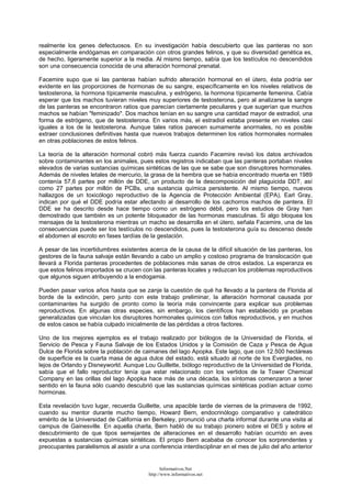 realmente los genes defectuosos. En su investigación había descubierto que las panteras no son
especialmente endógamas en comparación con otros grandes felinos, y que su diversidad genética es,
de hecho, ligeramente superior a la media. Al mismo tiempo, sabía que los testículos no descendidos
son una consecuencia conocida de una alteración hormonal prenatal.
Facemire supo que si las panteras habían sufrido alteración hormonal en el útero, ésta podría ser
evidente en las proporciones de hormonas de su sangre, específicamente en los niveles relativos de
testosterona, la hormona típicamente masculina, y estrógeno, la hormona típicamente femenina. Cabía
esperar que los machos tuvieran niveles muy superiores de testosterona, pero al analizarse la sangre
de las panteras se encontraron ratios que parecían ciertamente peculiares y que sugerían que muchos
machos se habían "feminizado". Dos machos tenían en su sangre una cantidad mayor de estradiol, una
forma de estrógeno, que de testosterona. En varios más, el estradiol estaba presente en niveles casi
iguales a los de la testosterona. Aunque tales ratios parecen sumamente anormales, no es posible
extraer conclusiones definitivas hasta que nuevos trabajos determinen los ratios hormonales normales
en otras poblaciones de estos felinos.
La teoría de la alteración hormonal cobró más fuerza cuando Facemire revisó los datos archivados
sobre contaminantes en los animales, pues estos registros indicaban que las panteras portaban niveles
elevados de varias sustancias químicas sintéticas de las que se sabe que son disruptores hormonales.
Además de niveles letales de mercurio, la grasa de la hembra que se había encontrado muerta en 1989
contenía 57,6 partes por millón de DDE, un producto de la descomposición del plaguicida DDT, así
como 27 partes por millón de PCBs, una sustancia química persistente. Al mismo tiempo, nuevos
hallazgos de un toxicólogo reproductivo de la Agencia de Protección Ambiental (EPA), Earl Gray,
indican por qué el DDE podría estar afectando al desarrollo de los cachorros machos de pantera. El
DDE se ha descrito desde hace tiempo como un estrógeno débil, pero los estudios de Gray han
demostrado que también es un potente bloqueador de las hormonas masculinas. Si algo bloquea los
mensajes de la testosterona mientras un macho se desarrolla en el útero, señala Facemire, una de las
consecuencias puede ser los testículos no descendidos, pues la testosterona guía su descenso desde
el abdomen al escroto en fases tardías de la gestación.
A pesar de las incertidumbres existentes acerca de la causa de la difícil situación de las panteras, los
gestores de la fauna salvaje están llevando a cabo un amplio y costoso programa de translocación que
llevará a Florida panteras procedentes de poblaciones más sanas de otros estados. La esperanza es
que estos felinos importados se crucen con las panteras locales y reduzcan los problemas reproductivos
que algunos siguen atribuyendo a la endogamia.
Pueden pasar varios años hasta que se zanje la cuestión de qué ha llevado a la pantera de Florida al
borde de la extinción, pero junto con este trabajo preliminar, la alteración hormonal causada por
contaminantes ha surgido de pronto como la teoría más convincente para explicar sus problemas
reproductivos. En algunas otras especies, sin embargo, los científicos han establecido ya pruebas
generalizadas que vinculan los disruptores hormonales químicos con fallos reproductivos, y en muchos
de estos casos se había culpado inicialmente de las pérdidas a otros factores.
Uno de los mejores ejemplos es el trabajo realizado por biólogos de la Universidad de Florida, el
Servicio de Pesca y Fauna Salvaje de los Estados Unidos y la Comisión de Caza y Pesca de Agua
Dulce de Florida sobre la población de caimanes del lago Apopka. Este lago, que con 12.500 hectáreas
de superficie es la cuarta masa de agua dulce del estado, está situado al norte de los Everglades, no
lejos de Orlando y Disneyworld. Aunque Lou Guillette, biólogo reproductivo de la Universidad de Florida,
sabía que el fallo reproductor tenía que estar relacionado con los vertidos de la Tower Chemical
Company en las orillas del lago Apopka hace más de una década, los síntomas comenzaron a tener
sentido en la fauna sólo cuando descubrió que las sustancias químicas sintéticas podían actuar como
hormonas.
Esta revelación tuvo lugar, recuerda Guillette, una apacible tarde de viernes de la primavera de 1992,
cuando su mentor durante mucho tiempo, Howard Bern, endocrinólogo comparativo y catedrático
emérito de la Universidad de California en Berkeley, pronunció una charla informal durante una visita al
campus de Gainesville. En aquella charla, Bern habló de su trabajo pionero sobre el DES y sobre el
descubrimiento de que tipos semejantes de alteraciones en el desarrollo habían ocurrido en aves
expuestas a sustancias químicas sintéticas. El propio Bern acababa de conocer los sorprendentes y
preocupantes paralelismos al asistir a una conferencia interdisciplinar en el mes de julio del año anterior
Informativos.Net
http://www.informativos.net
 