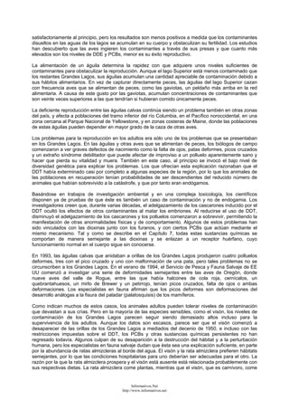 satisfactoriamente al principio, pero los resultados son menos positivos a medida que los contaminantes
disueltos en las aguas de los lagos se acumulan en su cuerpo y obstaculizan su fertilidad. Los estudios
han descubierto que las aves ingieren los contaminantes a través de sus presas y que cuanto más
elevados son los niveles de DDE y PCBs, menor es su éxito reproductivo.
La alimentación de un águila determina la rapidez con que adquiere unos niveles suficientes de
contaminantes para obstaculizar la reproducción. Aunque el lago Superior está menos contaminado que
los restantes Grandes Lagos, sus águilas acumulan una cantidad apreciable de contaminación debido a
sus hábitos alimentarios. En vez de capturar directamente peces, las águilas del lago Superior cazan
con frecuencia aves que se alimentan de peces, como las gaviotas, un peldaño más arriba en la red
alimentaria. A causa de este gusto por las gaviotas, acumulan concentraciones de contaminantes que
son veinte veces superiores a las que tendrían si hubieran comido únicamente peces.
La deficiente reproducción entre las águilas calvas continúa siendo un problema también en otras zonas
del país, y afecta a poblaciones del tramo inferior del río Columbia, en el Pacífico noroccidental, en una
zona cercana al Parque Nacional de Yellowstone, y en zonas costeras de Maine, donde las poblaciones
de estas águilas pueden depender en mayor grado de la caza de otras aves.
Los problemas para la reproducción en los adultos era sólo uno de los problemas que se presentaban
en los Grandes Lagos. En las águilas y otras aves que se alimentan de peces, los biólogos de campo
comenzaron a ver graves defectos de nacimiento como la falta de ojos, patas deformes, picos cruzados
y un extraño síndrome debilitador que puede afectar de improviso a un polluelo aparentemente sano y
hacer que pierda su vitalidad y muera. También en este caso, al principio se invocó el bajo nivel de
diversidad genética para explicar los problemas. Los que ofrecían esta explicación razonaban que el
DDT había exterminado casi por completo a algunas especies de la región, por lo que los animales de
las poblaciones en recuperación tenían probabilidades de ser descendientes del reducido número de
animales que habían sobrevivido a la catástrofe, y que por tanto eran endógamos.
Basándose en trabajos de investigación ambiental y en una compleja toxicología, los científicos
disponen ya de pruebas de que éste es también un caso de contaminación y no de endogamia. Los
investigadores creen que, durante varias décadas, el adelgazamiento de los cascarones inducido por el
DDT ocultó los efectos de otros contaminantes al matar los embriones. Al reducirse el uso de DDT,
disminuyó el adelgazamiento de los cascarones y los polluelos comenzaron a sobrevivir, permitiendo la
manifestación de otras anormalidades físicas y de comportamiento. Algunos de estos problemas han
sido vinculados con las dioxinas junto con los furanos, y con ciertos PCBs que actúan mediante el
mismo mecanismo. Tal y como se describe en el Capítulo 7, todas estas sustancias químicas se
comportan de manera semejante a las dioxinas y se enlazan a un receptor huérfano, cuyo
funcionamiento normal en el cuerpo sigue sin conocerse.
En 1993, las águilas calvas que anidaban a orillas de los Grandes Lagos produjeron cuatro polluelos
deformes, tres con el pico cruzado y uno con malformación de una pata, pero tales problemas no se
circunscriben a los Grandes Lagos. En el verano de 1994, el Servicio de Pesca y Fauna Salvaje de EE
UU comenzó a investigar una serie de deformidades semejantes entre las aves de Oregón, donde
nueve aves del valle de Rogue, entre las que había halcones de cola roja, cernícalos, un
quebrantahuesos, un mirlo de Brewer y un petirrojo, tenían picos cruzados, falta de ojos o ambas
deformaciones. Los especialistas en fauna afirman que los picos deformes son deformaciones del
desarrollo análogas a la fisura del paladar (palatosquisis) de los mamíferos.
Como indican muchos de estos casos, los animales adultos pueden tolerar niveles de contaminación
que devastan a sus crías. Pero en la mayoría de las especies sensibles, como el visón, los niveles de
contaminación de los Grandes Lagos parecen seguir siendo demasiado altos incluso para la
supervivencia de los adultos. Aunque los datos son escasos, parece ser que el visón comenzó a
desaparecer de las orillas de los Grandes Lagos a mediados del decenio de 1950, e incluso con las
restricciones impuestas sobre el DDT, los PCBs y otras sustancias químicas persistentes no han
regresado todavía. Algunos culpan de su desaparición a la destrucción del hábitat y a la perturbación
humana, pero los especialistas en fauna salvaje dudan que ésta sea una explicación suficiente, en parte
por la abundancia de ratas almizcleras al borde del agua. El visón y la rata almizclera prefieren hábitats
semejantes, por lo que las condiciones hospitalarias para uno deberían ser adecuadas para el otro. La
razón por la que la rata almizclera prospera y el visón está ausente está relacionada probablemente con
sus respectivas dietas. La rata almizclera come plantas, mientras que el visón, que es carnívoro, come
Informativos.Net
http://www.informativos.net
 