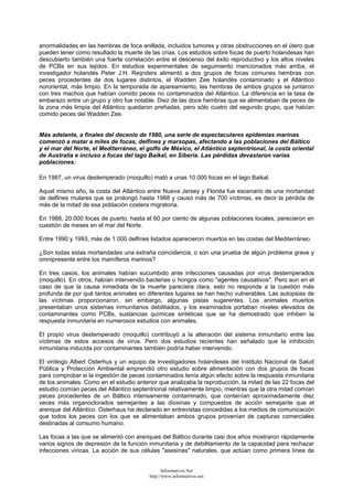 anormalidades en las hembras de foca anillada, incluidos tumores y otras obstrucciones en el útero que
pueden tener como resultado la muerte de las crías. Los estudios sobre focas de puerto holandesas han
descubierto también una fuerte correlación entre el descenso del éxito reproductivo y los altos niveles
de PCBs en sus tejidos. En estudios experimentales de seguimiento mencionados más arriba, el
investigador holandés Peter J.H. Reijnders alimentó a dos grupos de focas comunes hembras con
peces procedentes de dos lugares distintos, el Wadden Zee holandés contaminado y el Atlántico
nororiental, más limpio. En la temporada de apareamiento, las hembras de ambos grupos se juntaron
con tres machos que habían comido peces no contaminados del Atlántico. La diferencia en la tasa de
embarazo entre un grupo y otro fue notable. Diez de las doce hembras que se alimentaban de peces de
la zona más limpia del Atlántico quedaron preñadas, pero sólo cuatro del segundo grupo, que habían
comido peces del Wadden Zee.
Más adelante, a finales del decenio de 1980, una serie de espectaculares epidemias marinas
comenzó a matar a miles de focas, delfines y marsopas, afectando a las poblaciones del Báltico
y el mar del Norte, el Mediterráneo, el golfo de México, el Atlántico septentrional, la costa oriental
de Australia e incluso a focas del lago Baikal, en Siberia. Las pérdidas devastaron varias
poblaciones:
En 1987, un virus destemperado (moquillo) mató a unas 10.000 focas en el lago Baikal.
Aquel mismo año, la costa del Atlántico entre Nueva Jersey y Florida fue escenario de una mortandad
de delfines mulares que se prolongó hasta 1988 y causó más de 700 víctimas, es decir la pérdida de
más de la mitad de esa población costera migratoria.
En 1988, 20.000 focas de puerto, hasta el 60 por ciento de algunas poblaciones locales, perecieron en
cuestión de meses en el mar del Norte.
Entre 1990 y 1993, más de 1.000 delfines listados aparecieron muertos en las costas del Mediterráneo.
¿Son todas estas mortandades una extraña coincidencia, o son una prueba de algún problema grave y
omnipresente entre los mamíferos marinos?
En tres casos, los animales habían sucumbido ante infecciones causadas por virus destemperados
(moquillo). En otros, habían intervenido bacterias u hongos como "agentes causativos". Pero aun en el
caso de que la causa inmediata de la muerte pareciera clara, esto no responde a la cuestión más
profunda de por qué tantos animales en diferentes lugares se han hecho vulnerables. Las autopsias de
las víctimas proporcionaron, sin embargo, algunas pistas sugerentes. Los animales muertos
presentaban unos sistemas inmunitarios debilitados, y los examinados portaban niveles elevados de
contaminantes como PCBs, sustancias químicas sintéticas que se ha demostrado que inhiben la
respuesta inmunitaria en numerosos estudios con animales.
El propio virus destemperado (moquillo) contribuyó a la alteración del sistema inmunitario entre las
víctimas de estos accesos de virus. Pero dos estudios recientes han señalado que la inhibición
inmunitaria inducida por contaminantes también podría haber intervenido.
El virólogo Albert Osterhus y un equipo de investigadores holandeses del Instituto Nacional de Salud
Pública y Protección Ambiental emprendió otro estudio sobre alimentación con dos grupos de focas
para comprobar si la ingestión de peces contaminados tenía algún efecto sobre la respuesta inmunitaria
de los animales. Como en el estudio anterior que analizaba la reproducción, la mitad de las 22 focas del
estudio comían peces del Atlántico septentrional relativamente limpio, mientras que la otra mitad comían
peces procedentes de un Báltico intensamente contaminado, que contenían aproximadamente diez
veces más organoclorados semejantes a las dioxinas y compuestos de acción semejante que el
arenque del Atlántico. Osterhaus ha declarado en entrevistas concedidas a los medios de comunicación
que todos los peces con los que se alimentaban ambos grupos provenían de capturas comerciales
destinadas al consumo humano.
Las focas a las que se alimentó con arenques del Báltico durante casi dos años mostraron rápidamente
varios signos de depresión de la función inmunitaria y de debilitamiento de la capacidad para rechazar
infecciones víricas. La acción de sus células "asesinas" naturales, que actúan como primera línea de
Informativos.Net
http://www.informativos.net
 