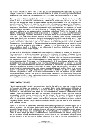 los sitios de alimentación claves como la bahía de Delaware o la costa de Massachusetts. Myers y sus
colegas comenzaron a abordar estas cuestiones relativas al hábitat, trabajando para identificar con
exactitud las rutas migratorias que las aves recorrían y los pasos intermedios decisivos en su viaje.
Pero Myers sospechaba que podía haber también otro factor para el estudio. Todos los días observaba
cómo las aves se congregaban para alimentarse y bañarse en las desembocaduras de los ríos y los
torrentes que recogían las aguas de valles fluviales intensamente cultivados en el por lo demás árido
desierto peruano. Prácticamente todos los riachuelos y torrentes, apestaban a plaguicidas utilizados en
los campos de algodón y arroz que colmaban los exuberantes valles fluviales. Mientras las aves
engordaban preparándose para dirigirse al norte de nuevo, parecía probable que ingiriesen una carga
de contaminantes transportados por sus alimentos. ¿Dónde iban esos plaguicidas cuando las aves
quemaban súbitamente esa grasa durante el maratoniano vuelo desde América del Sur hasta el cabo
Cod? A medida que la grasa almacenada se convirtiera en energía para su vuelo, los contaminantes se
liberarían a la sangre y con toda probabilidad se moverían hasta los órganos sexuales o el cerebro,
pues unos y otro contienen importantes depósitos de grasa. Si era esto lo que sucedía, los plaguicidas
podían estar interfiriendo la migración, alterando la reproducción o incluso matando a las aves. ¿Podía
un cerebro contaminado desviar a un ave de su camino? Si llegaban a sus terrenos de anidamiento,
¿serían capaces de reproducirse? ¿Y qué les sucedería a las crías de jóvenes nacidos de adultos
contaminados? ¿Sufrirían daños su comportamiento y su capacidad para orientarse en la migración? La
ciencia no estaba preparada para responder, y todavía hoy se desconoce si los plaguicidas han
desempeñado un papel en el declive de las poblaciones de correlimos tridáctilos y otras especies
migratorias en las últimas cuatro décadas.
Con la creciente cantidad de pruebas y teorías que vinculan los problemas de la fauna con la alteración
hormonal, existen ya fundadas razones para considerar las sustancias químicas disruptoras del sistema
endocrino como una importante amenaza a largo plazo para la biodiversidad del mundo y quizá una
amenaza inmediata para ciertas especies en peligro de extinción, como las belugas del San Lorenzo y
las panteras de Florida. En sus investigaciones para hallar las causas de la pérdida, los científicos
deben buscar cambios funcionales, como la obstaculización de la reproducción y la alteración del
comportamiento, junto con alteraciones más evidentes, como la desaparición de hábitats y el cambio
climático. Como demuestran muchos de los casos reseñados en este capítulo, es importante mirar más
allá de las apariencias. Animales que parecen normales y sanos pueden mostrar, en realidad, unas
proporciones hormonales sesgadas, unos órganos sexuales alterados o cambios físicos en el cerebro
cuando se examinan con mayor detenimiento. Disminuidos y afectados por daños invisibles, estos
animales han perdido la fuerza acumulada durante millones de años de selección natural. Pueden
perder su capacidad para soportar tensiones de otro modo tolerables o para recuperarse después de
desastres naturales. Sin ninguna razón aparente, pueden desaparecer de improviso o deslizarse lenta e
imperceptiblemente hacia la extinción.
10 DESTINOS ALTERADOS
"Nuestro destino está conectado con los animales", escribió Rachel Carson hace más de tres décadas
en Primavera silenciosa, una obra que hoy es un alegato clásico contra los plaguicidas sintéticos y la
prepotencia humana que ha contribuido a poner en marcha el movimiento ecologista moderno. La
afirmación de Carson es desde hace tiempo una idea orientadora para ecologistas, biólogos de la fauna
salvaje y otras personas que reconocen dos realidades fundamentales: nuestra herencia evolutiva
compartida y nuestro entorno compartido. Lo que les sucede a los animales en Florida, a los ríos
ingleses, al Báltico, al alto Ártico, a los Grandes Lagos de Estados Unidos y al Lago Baikal en Siberia,
tiene una importancia inmediata para los seres humanos. Los daños que se observan en los animales
de laboratorio y en la fauna salvaje presentan síntomas de mal agüero que parecen estar en aumento
en la población humana.
Como se ha señalado en los capítulos anteriores, procesos fisiológicos básicos como los regidos por el
sistema endocrino han perdurado relativamente intactos durante cientos de millones de años de
evolución. Las narraciones de la evolución tienden a subrayar las innovaciones de la selección natural,
pasando por alto la terca línea conservadora que ha caracterizado a la historia de la vida sobre la
Tierra. Al mismo tiempo que la evolución experimentaba extraordinariamente con la forma, configurando
los recipientes de diversas y maravillosas formas, es sorprendente lo poco que se ha apartado de una
antigua receta en lo que se refiere al brebaje bioquímico de la vida. Al examinar nuestro lugar en el
Informativos.Net
http://www.informativos.net
 
