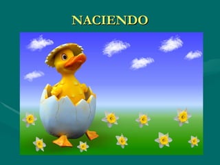 NACIENDO 