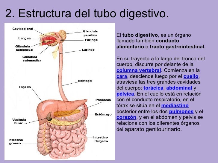 Nuestro Aparato Digestivo