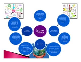 Fundido en una 
sola estructura, 
alberga 3 
cerebros que 
son: 
Cerebro 
Triuno 
Reptiliano ó 
Paleoencéfalo 
Neocórtex ó 
Telencéfalo 
Límbico ó 
Mesoencéfalo 
Las personas 
actúan desde 
esta estructura 
en atención a 
sus necesidades 
vitales 
Constituye el 
asiento de la 
emociones, de 
la inteligencia 
afectiva y 
motivacional 
Promueve la 
productividad, la 
satisfacción en el 
trabajo y en el 
aprendizaje 
Regula 
movimientos 
voluntarios y 
aprendizaje de 
la habilidades 
motoras 
Hemisferio derecho: 
Inteligencia asociativa, 
creativa e intuitiva. 
Libre de expresar los 
sentimientos. 
 