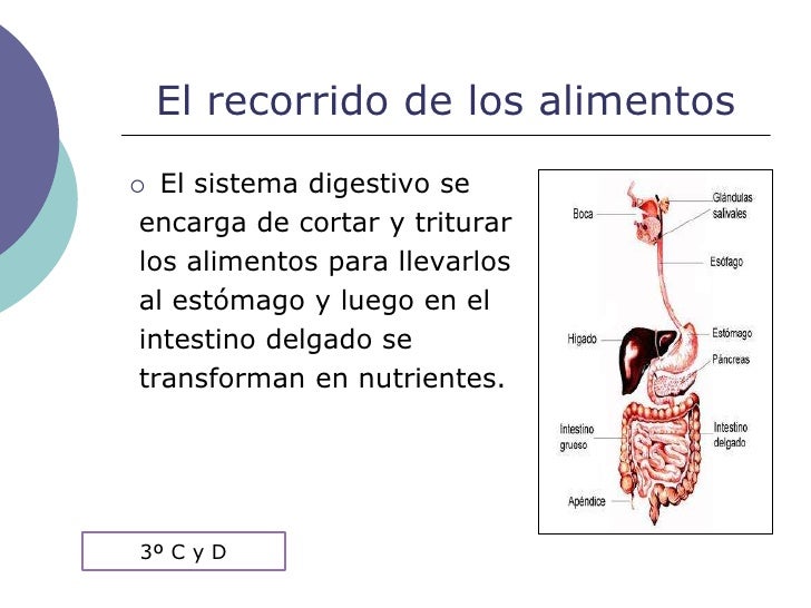 Nuestro cuerpo