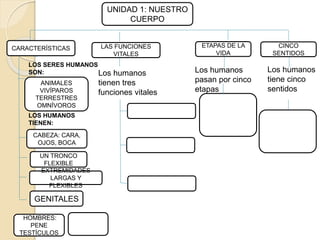 UNIDAD 1: NUESTRO
CUERPO
CARACTERÍSTICAS ETAPAS DE LA
VIDA
CINCO
SENTIDOS
LAS FUNCIONES
VITALES
Los humanos
tiene cinco
sentidos
Los humanos
pasan por cinco
etapas
Los humanos
tienen tres
funciones vitales
CABEZA: CARA,
OJOS, BOCA
UN TRONCO
FLEXIBLE
EXTREMIDADES
LARGAS Y
FLEXIBLES
GENITALES
HOMBRES:
PENE
TESTÍCULOS
ANIMALES
VIVÍPAROS
TERRESTRES
OMNÍVOROS
LOS SERES HUMANOS
SON:
LOS HUMANOS
TIENEN:
 