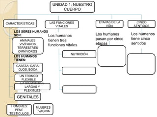 UNIDAD 1: NUESTRO
CUERPO
CARACTERÍSTICAS ETAPAS DE LA
VIDA
CINCO
SENTIDOS
LAS FUNCIONES
VITALES
Los humanos
tiene cinco
sentidos
Los humanos
pasan por cinco
etapas
Los humanos
tienen tres
funciones vitales
NUTRICIÓN
CABEZA: CARA,
OJOS, BOCA
UN TRONCO
FLEXIBLE
EXTREMIDADES
LARGAS Y
FLEXIBLES
GENITALES
HOMBRES:
PENE
TESTÍCULOS
MUJERES
: VAGINA
ANIMALES
VIVÍPAROS
TERRESTRES
OMNÍVOROS
LOS SERES HUMANOS
SON:
LOS HUMANOS
TIENEN:
 
