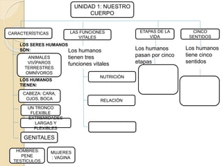 UNIDAD 1: NUESTRO
CUERPO
CARACTERÍSTICAS ETAPAS DE LA
VIDA
CINCO
SENTIDOS
LAS FUNCIONES
VITALES
Los humanos
tiene cinco
sentidos
Los humanos
pasan por cinco
etapas
Los humanos
tienen tres
funciones vitales
RELACIÓN
NUTRICIÓN
CABEZA: CARA,
OJOS, BOCA
UN TRONCO
FLEXIBLE
EXTREMIDADES
LARGAS Y
FLEXIBLES
GENITALES
HOMBRES:
PENE
TESTÍCULOS
MUJERES
: VAGINA
ANIMALES
VIVÍPAROS
TERRESTRES
OMNÍVOROS
LOS SERES HUMANOS
SON:
LOS HUMANOS
TIENEN:
 