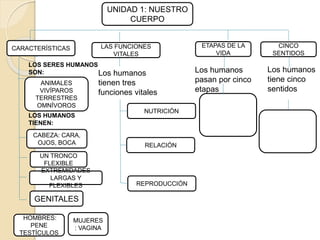 UNIDAD 1: NUESTRO
CUERPO
CARACTERÍSTICAS ETAPAS DE LA
VIDA
CINCO
SENTIDOS
LAS FUNCIONES
VITALES
Los humanos
tiene cinco
sentidos
Los humanos
pasan por cinco
etapas
Los humanos
tienen tres
funciones vitales
REPRODUCCIÓN
RELACIÓN
NUTRICIÓN
CABEZA: CARA,
OJOS, BOCA
UN TRONCO
FLEXIBLE
EXTREMIDADES
LARGAS Y
FLEXIBLES
GENITALES
HOMBRES:
PENE
TESTÍCULOS
MUJERES
: VAGINA
ANIMALES
VIVÍPAROS
TERRESTRES
OMNÍVOROS
LOS SERES HUMANOS
SON:
LOS HUMANOS
TIENEN:
 