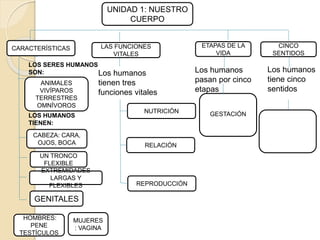 UNIDAD 1: NUESTRO
CUERPO
CARACTERÍSTICAS
GESTACIÓN
ETAPAS DE LA
VIDA
CINCO
SENTIDOS
LAS FUNCIONES
VITALES
Los humanos
tiene cinco
sentidos
Los humanos
pasan por cinco
etapas
Los humanos
tienen tres
funciones vitales
REPRODUCCIÓN
RELACIÓN
NUTRICIÓN
CABEZA: CARA,
OJOS, BOCA
UN TRONCO
FLEXIBLE
EXTREMIDADES
LARGAS Y
FLEXIBLES
GENITALES
HOMBRES:
PENE
TESTÍCULOS
MUJERES
: VAGINA
ANIMALES
VIVÍPAROS
TERRESTRES
OMNÍVOROS
LOS SERES HUMANOS
SON:
LOS HUMANOS
TIENEN:
 