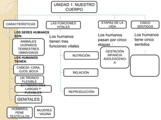UNIDAD 1: NUESTRO
CUERPO
CARACTERÍSTICAS
GESTACIÓN
INFANCIA
ADOLESCENCI
A
ETAPAS DE LA
VIDA
CINCO
SENTIDOS
LAS FUNCIONES
VITALES
Los humanos
tiene cinco
sentidos
Los humanos
pasan por cinco
etapas
Los humanos
tienen tres
funciones vitales
REPRODUCCIÓN
RELACIÓN
NUTRICIÓN
CABEZA: CARA,
OJOS, BOCA
UN TRONCO
FLEXIBLE
EXTREMIDADES
LARGAS Y
FLEXIBLES
GENITALES
HOMBRES:
PENE
TESTÍCULOS
MUJERES
: VAGINA
ANIMALES
VIVÍPAROS
TERRESTRES
OMNÍVOROS
LOS SERES HUMANOS
SON:
LOS HUMANOS
TIENEN:
 