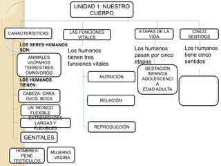 UNIDAD 1: NUESTRO
CUERPO
CARACTERÍSTICAS
GESTACIÓN
INFANCIA
ADOLESCENCI
A
EDAD ADULTA
ETAPAS DE LA
VIDA
CINCO
SENTIDOS
LAS FUNCIONES
VITALES
Los humanos
tiene cinco
sentidos
Los humanos
pasan por cinco
etapas
Los humanos
tienen tres
funciones vitales
REPRODUCCIÓN
RELACIÓN
NUTRICIÓN
CABEZA: CARA,
OJOS, BOCA
UN TRONCO
FLEXIBLE
EXTREMIDADES
LARGAS Y
FLEXIBLES
GENITALES
HOMBRES:
PENE
TESTÍCULOS
MUJERES
: VAGINA
ANIMALES
VIVÍPAROS
TERRESTRES
OMNÍVOROS
LOS SERES HUMANOS
SON:
LOS HUMANOS
TIENEN:
 