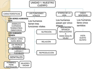 UNIDAD 1: NUESTRO
CUERPO
CARACTERÍSTICAS
GESTACIÓN
INFANCIA
ADOLESCENCI
A
EDAD ADULTA
VEJEZ
ETAPAS DE LA
VIDA
CINCO
SENTIDOS
LAS FUNCIONES
VITALES
VISTA
GUSTO
OLFATO
Los humanos
tiene cinco
sentidos
Los humanos
pasan por cinco
etapas
Los humanos
tienen tres
funciones vitales
REPRODUCCIÓN
RELACIÓN
NUTRICIÓN
CABEZA: CARA,
OJOS, BOCA
UN TRONCO
FLEXIBLE
EXTREMIDADES
LARGAS Y
FLEXIBLES
GENITALES
HOMBRES:
PENE
TESTÍCULOS
MUJERES
: VAGINA
ANIMALES
VIVÍPAROS
TERRESTRES
OMNÍVOROS
LOS SERES HUMANOS
SON:
LOS HUMANOS
TIENEN:
 