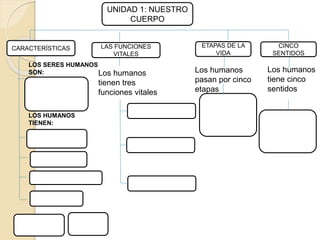 UNIDAD 1: NUESTRO
CUERPO
CARACTERÍSTICAS ETAPAS DE LA
VIDA
CINCO
SENTIDOS
LAS FUNCIONES
VITALES
Los humanos
tiene cinco
sentidos
Los humanos
pasan por cinco
etapas
Los humanos
tienen tres
funciones vitales
LOS SERES HUMANOS
SON:
LOS HUMANOS
TIENEN:
 