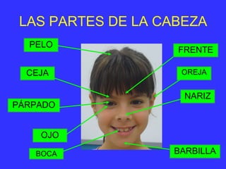 LAS PARTES DE LA CABEZA
OREJA
BOCA
PELO
OJO
NARIZ
BARBILLA
FRENTE
CEJA
PÁRPADO
 