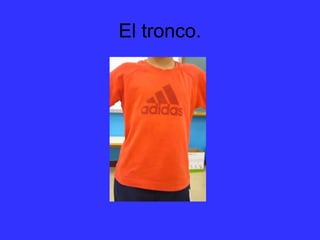 El tronco.
 